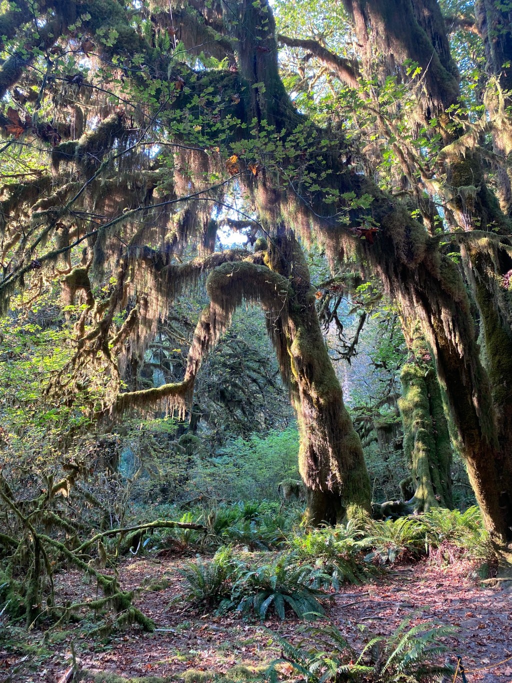 The Ultimate 3 Day Olympic National park&nbsp;Itinerary